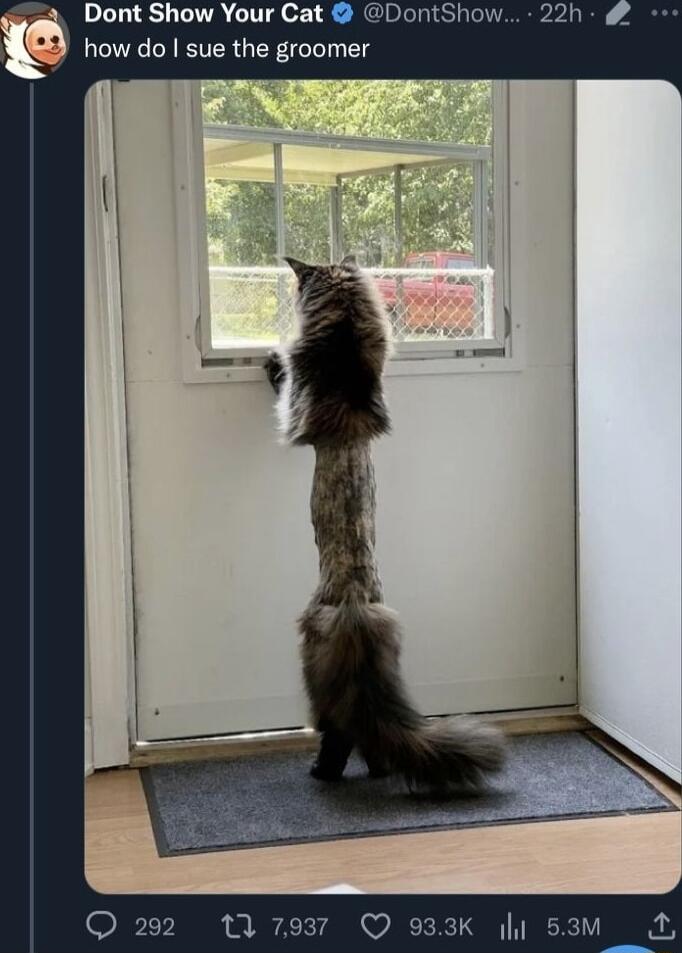 Dont Show Your Cat DontShow 22h how do sue the groomer