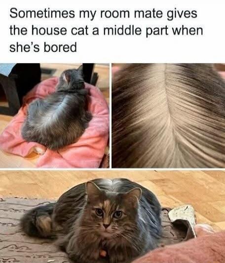 Sometimes my room mate gives the house cat a middle part when she's bored