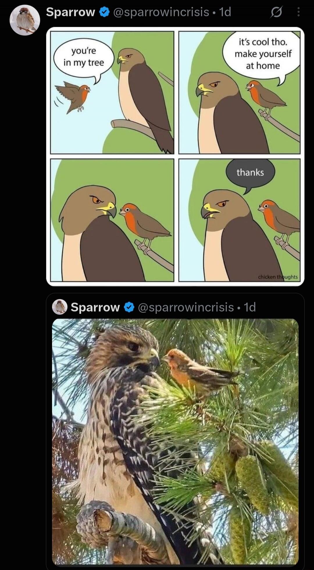 Sparrow @sparrowincrisis 1d you're in my tree it's cool tho. make yourself at home thanks chicken thoughts