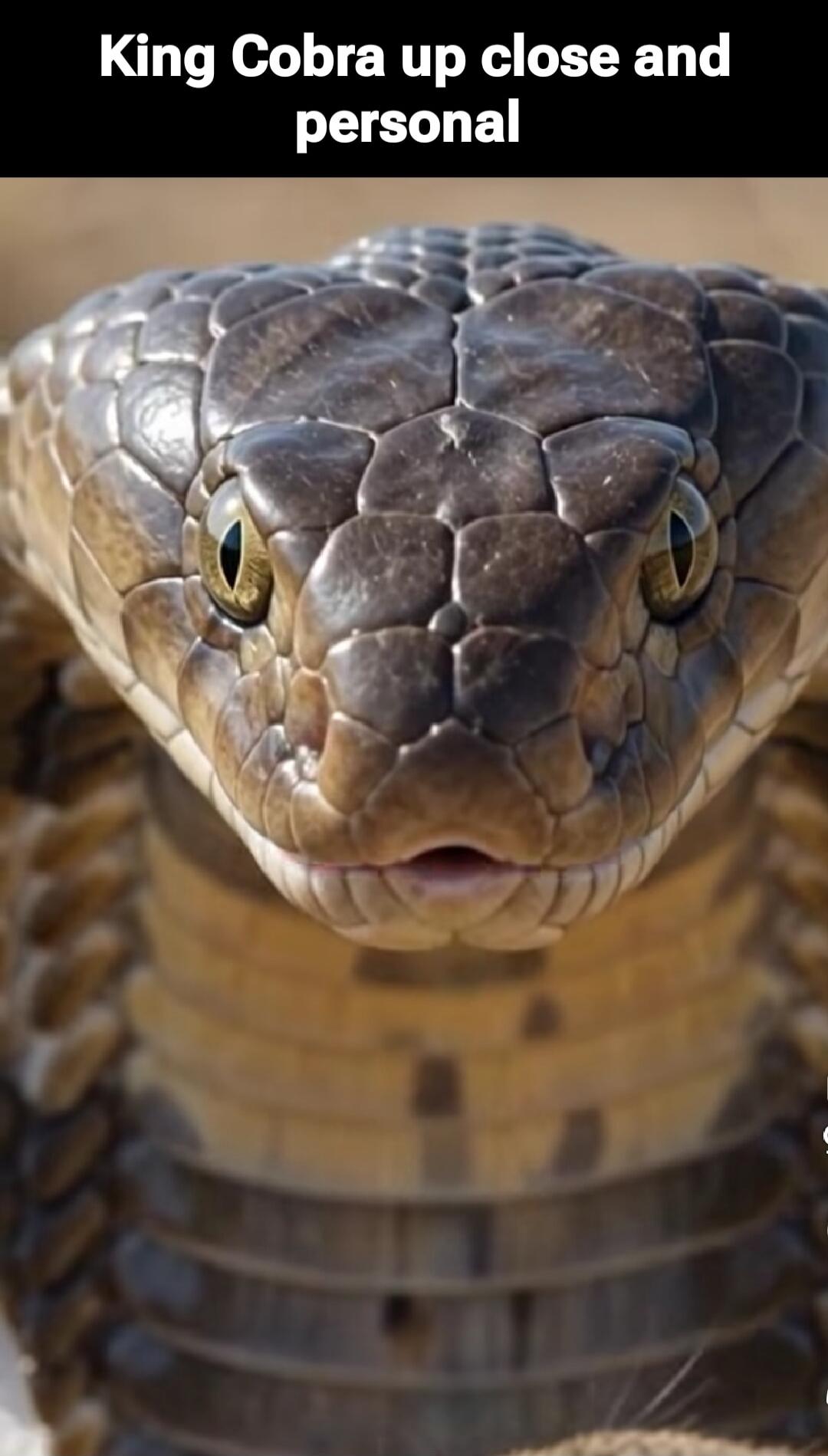 King Cobra up close and personal