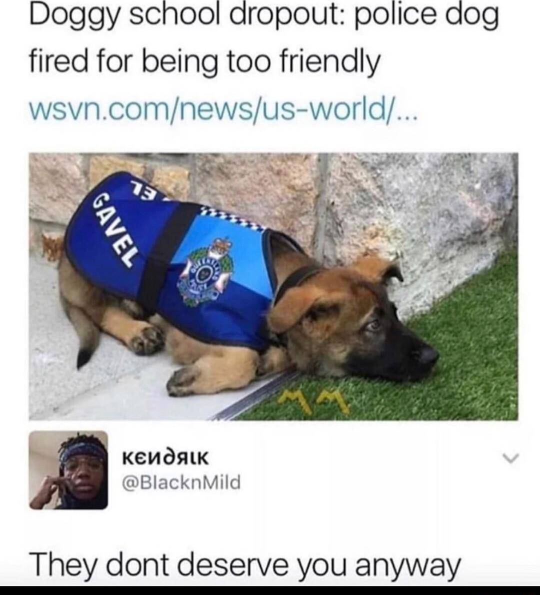 Doggy school dropout police dog fired for being too friendly wsvncomnewsus world KENosIK BlacknMild They dont deserve you anyway