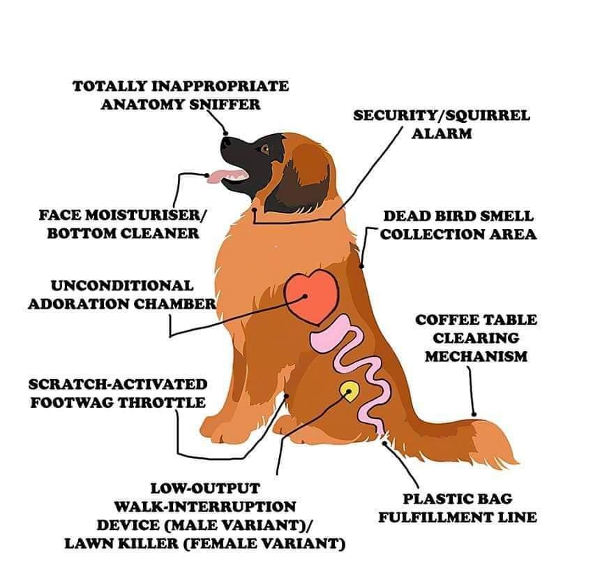 TOTALLY INAPPROPRIATE SECURITYSQUIRREL FACE MOISTURISER BOTTOM CLEANER DEAD BIRD SMELL COLLECTION AREA UNCONDITIONAL ADORATION CHAMBE COFFEE TABLE CLEARING MECHANISM SCRATCH ACTIVATED FOOTWAG THROTTLE LOW OUTPUT WALK INTERRUPTION DEVICE MALE VARIANT LAWN KILLER FEMALE VARIANT