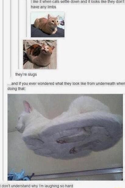 1 G K WEETcars seie Gown ang R ooxs ie tiey aont have any limbs theyre siugs and f you ever wondered what they ook like from undemeatn when doing that dont understand why Im laughing so hard