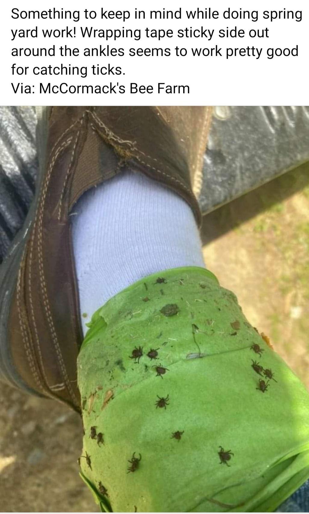 Something to keep in mind while doing spring yard work Wrapping tape sticky side out around the ankles seems to work pretty good for catching ticks Via McCormacks Bee Farm