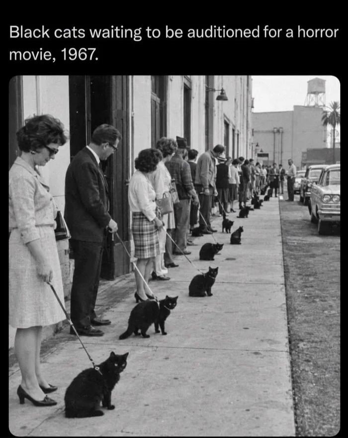 Black cats waiting to be auditioned for a horror movie, 1967.