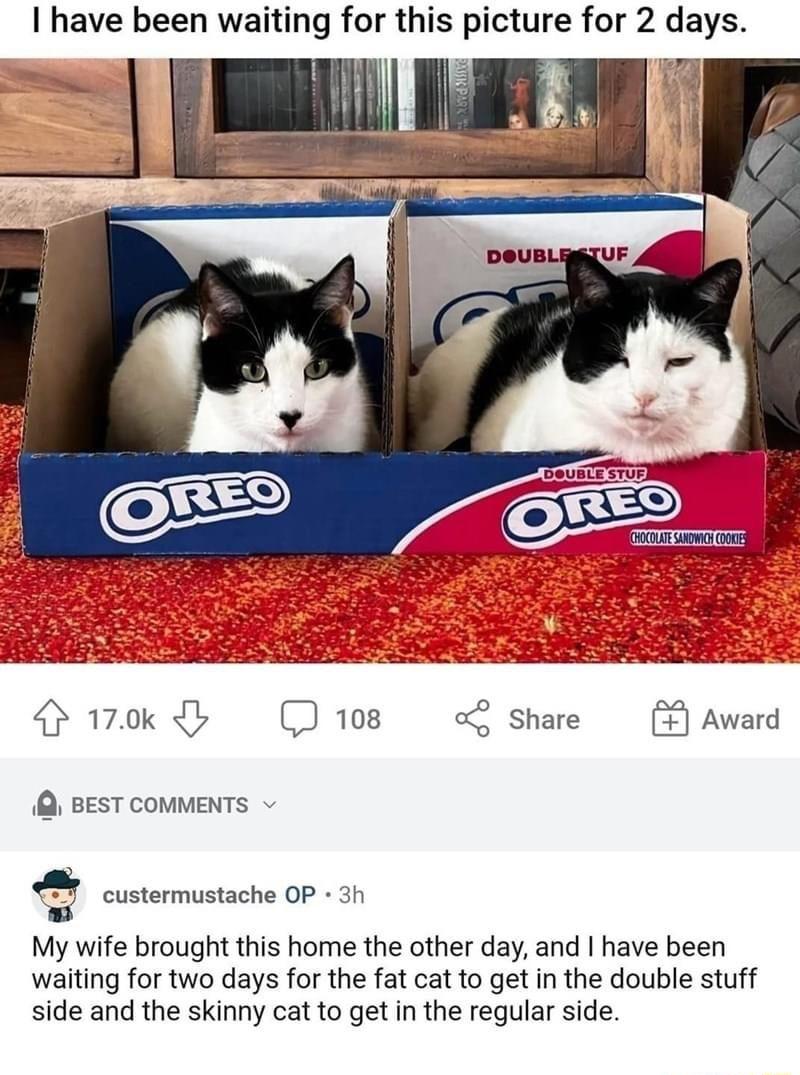 have been waiting for this picture for 2 days Hrok D108 o share Award Q BEST COMMENTS custermustache OP 3t My wife brought this home the other day and have been waiting for two days for the fat cat to get in the double stuff side and the skinny cat to get in the regular side