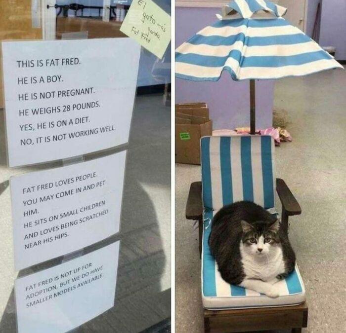 THIS IS FAT FRED HE IS ABOY e 15 NOT PREGNANT GH5 28 POUNDS ot HEWE Vs HE1S ONA o 1S NOTWORME