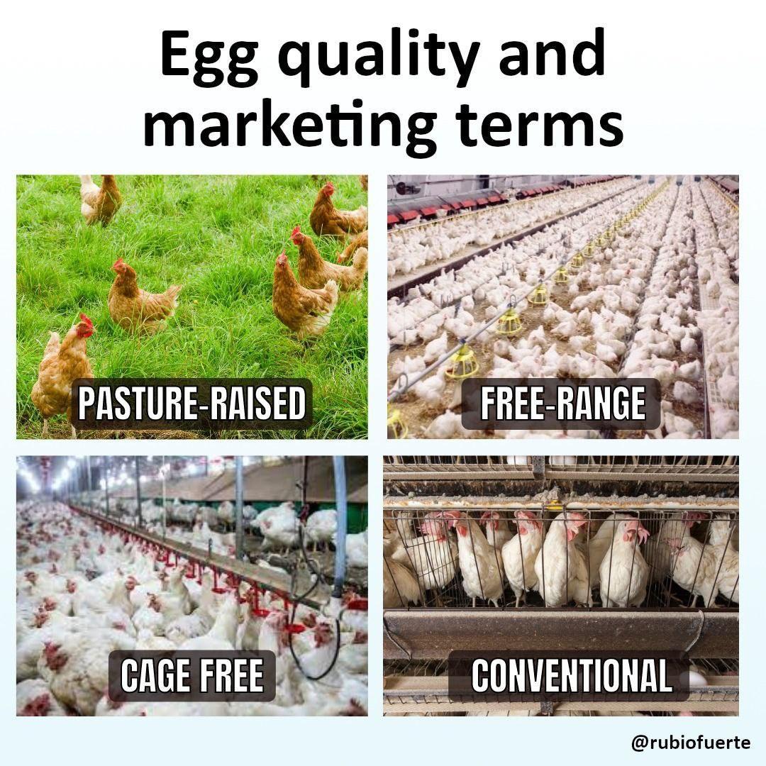 Egg quality and marketing terms CAG rubiofuerte