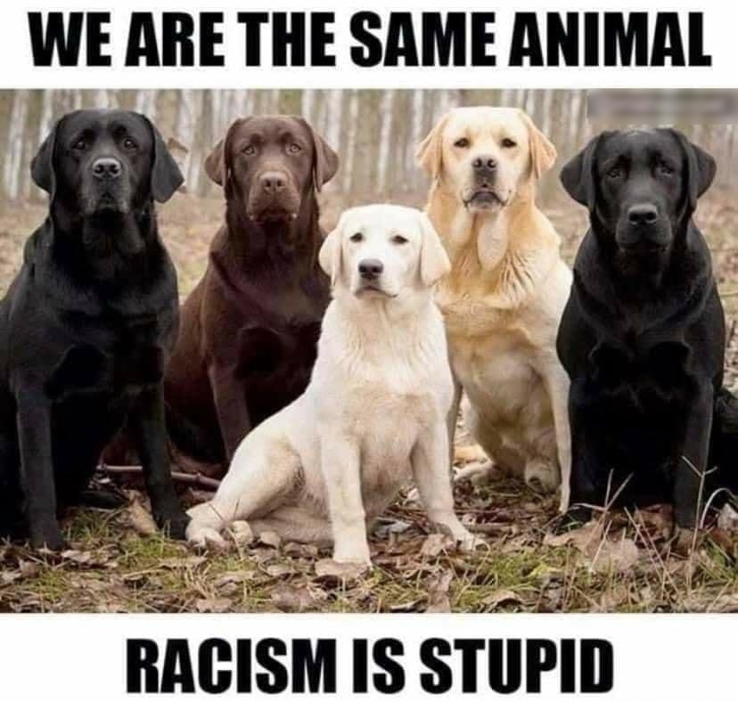 WE AIIE IHE SAME ANIMA il w 5 RACISM IS STUPID