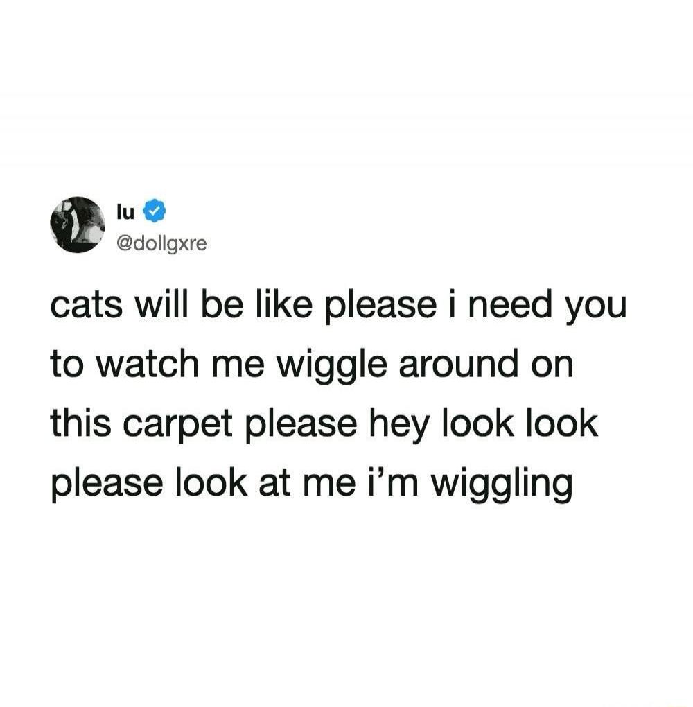 cats will be like please i need you to watch me wiggle around on this carpet please hey look look please look at me i'm wiggling