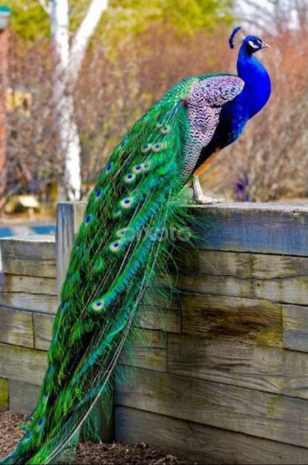 A vibrant peacock perched on a wooden railing.
