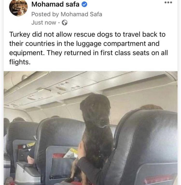 Mohamad safa Posted by Mohamad Safa Justnow Turkey did not allow rescue dogs to travel back to their countries in the luggage compartment and equipment They returned in first class seats on all flights 2