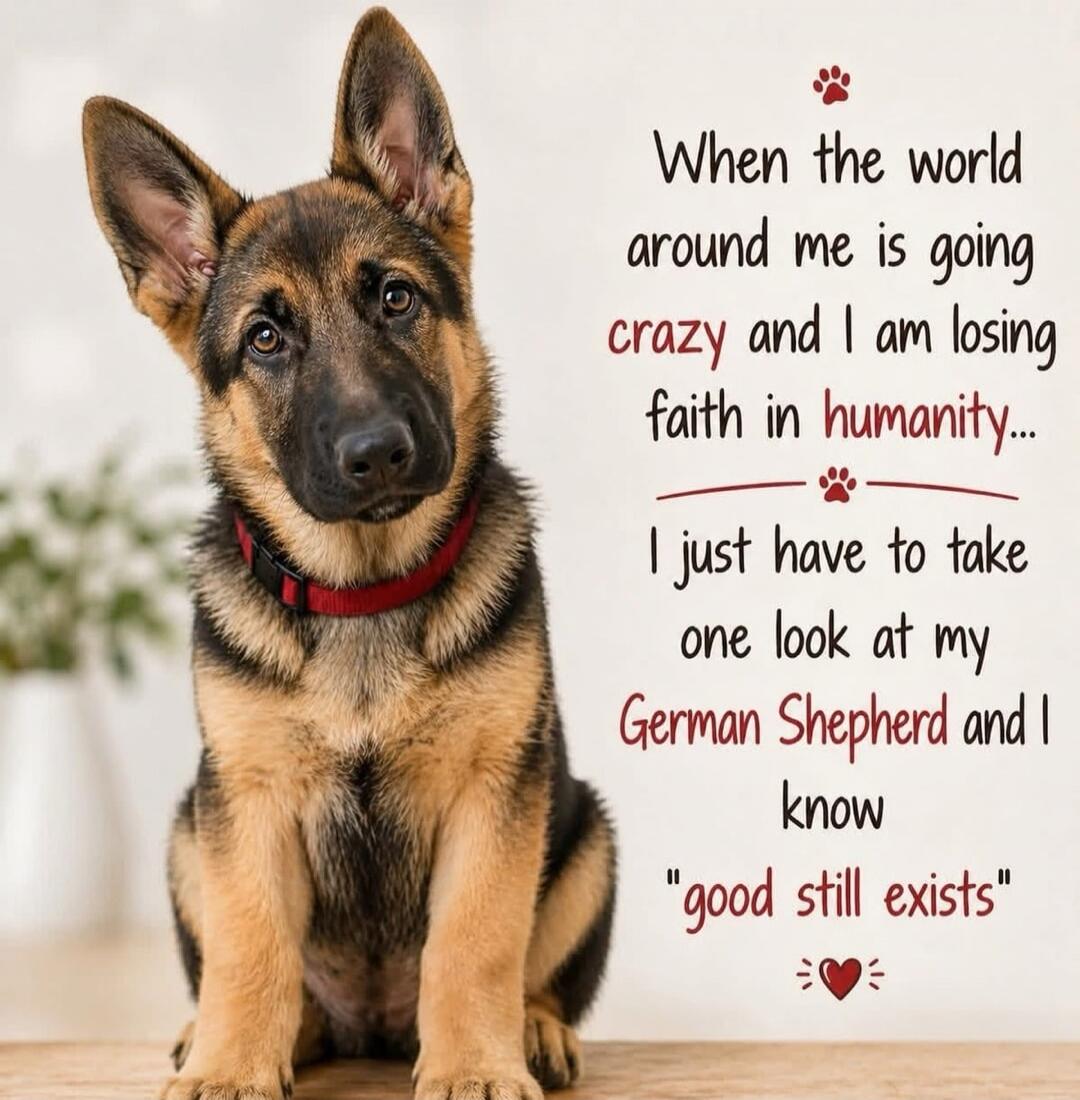 When the world around me is going crazy and I am losing faith in humanity... I just have to take one look at my German Shepherd and I know 