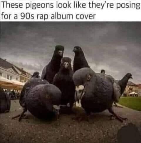 These pigeons look like they're posing for a 90s rap album cover