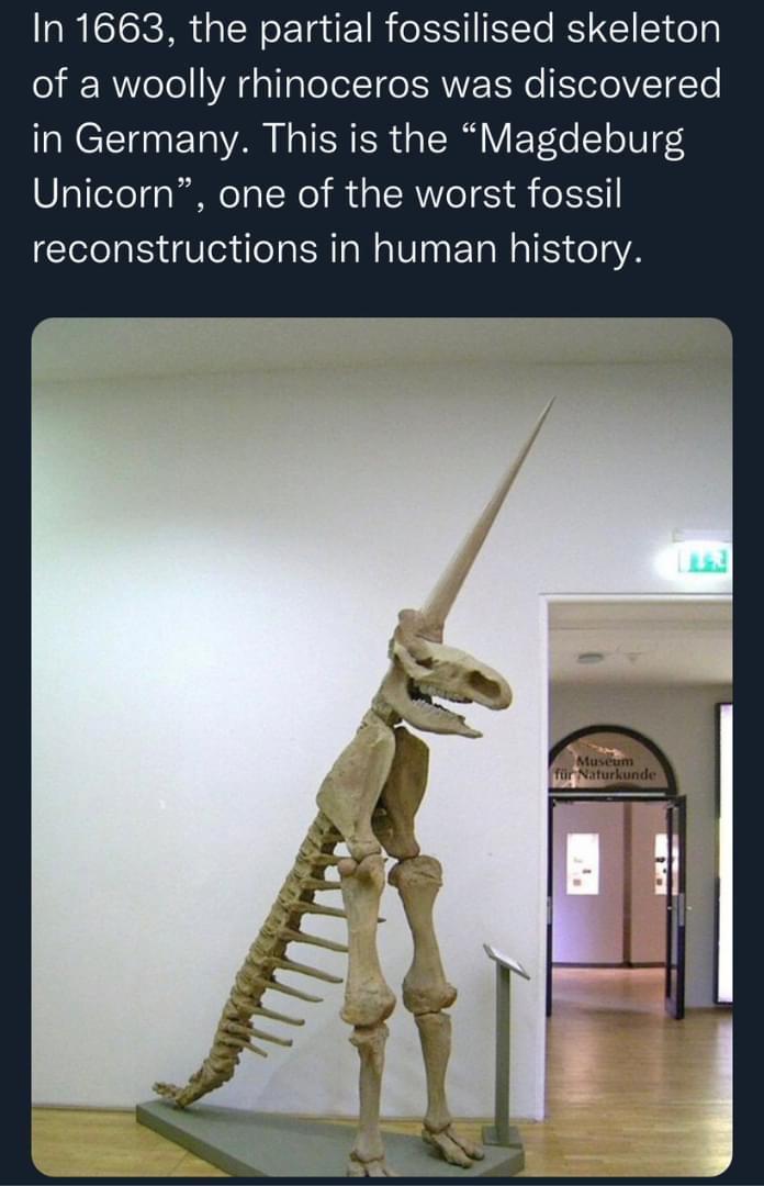 In 1663 the partial fossilised skeleton of a woolly rhinoceros was discovered in Germany This is the Magdeburg Unicorn one of the worst fossil reconstructions in human history