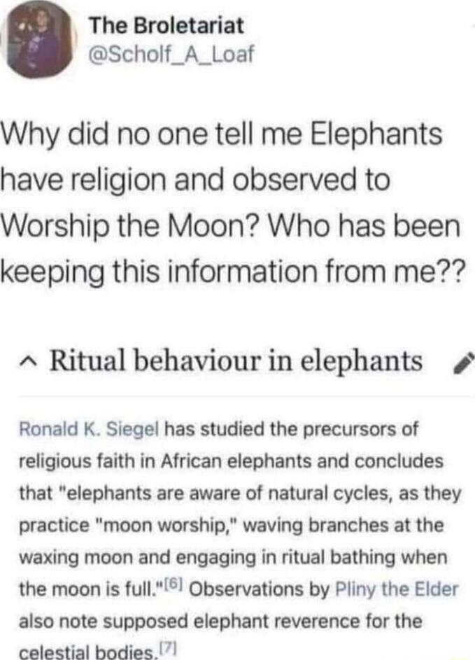 The Broletariat Scholf_A_Loaf Why did no one tell me Elephants have religion and observed to Worship the Moon Who has been keeping this information from me Ritual behaviour in elephants Ronald K Siegel has studied the precursors of religious faith in African elephants and concludes that elephants are aware of natural cycles as they practice moon worship waving branches at the waxing moon and engag