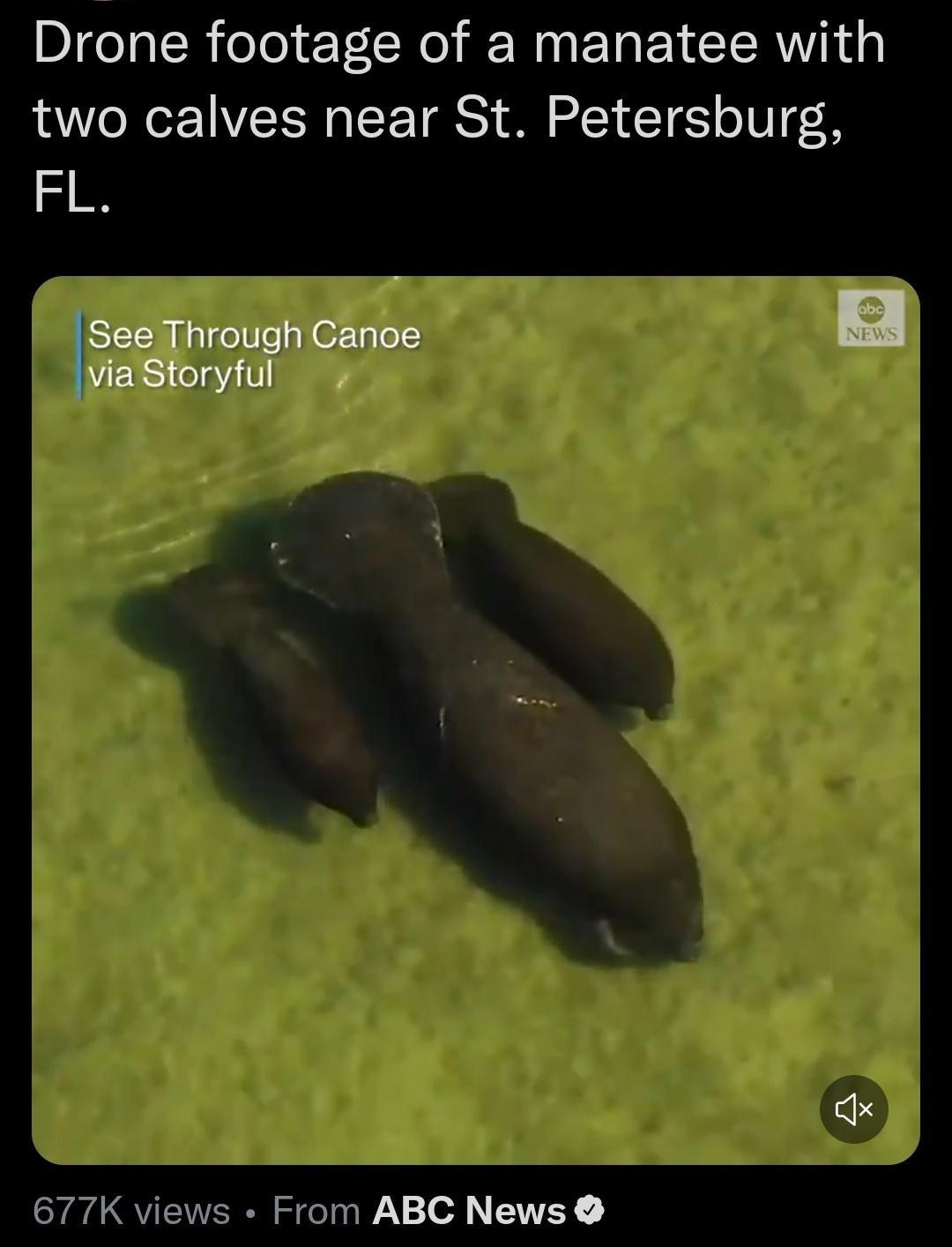 ECRETS AEOEEGREG Drone footage of a manatee with QAWVON LT ET R e TS i 1 TS o TU see Through Canoe RERSelaY TR 677K views From ABC News 554 PM 07 Nov 22 Twitter Web App 1543 Retweets 338 Quote Tweets