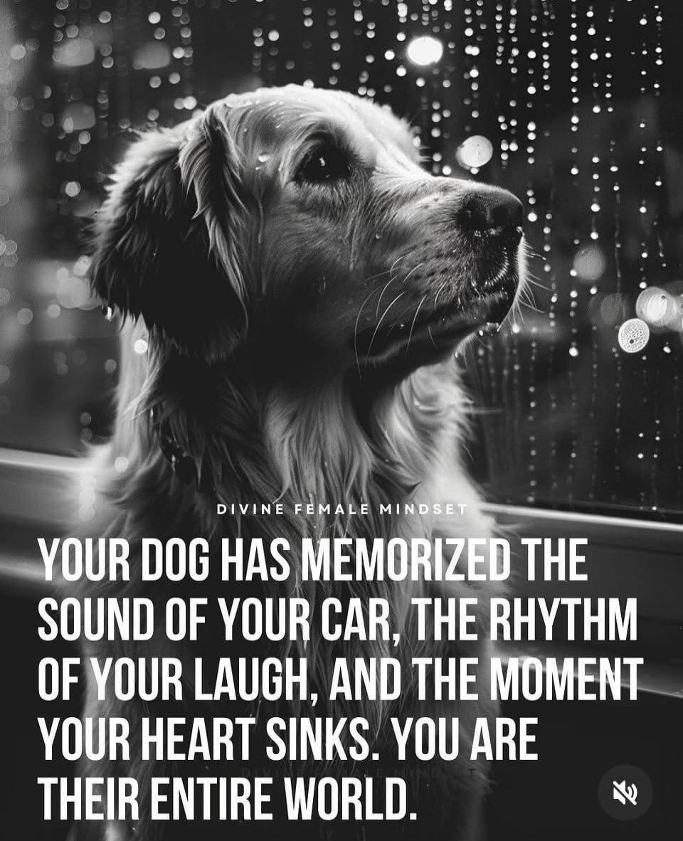 DIVINE FEMALE MINDSET YOUR DOG HAS MEMORIZED THE SOUND OF YOUR CAR, THE RHYTHM OF YOUR LAUGH, AND THE MOMENT YOUR HEART SINKS. YOU ARE THEIR ENTIRE WORLD.