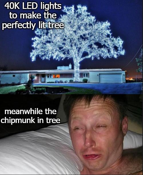 40K LED lights g LN ELCRINER meanwhile the chipmunk in tree S