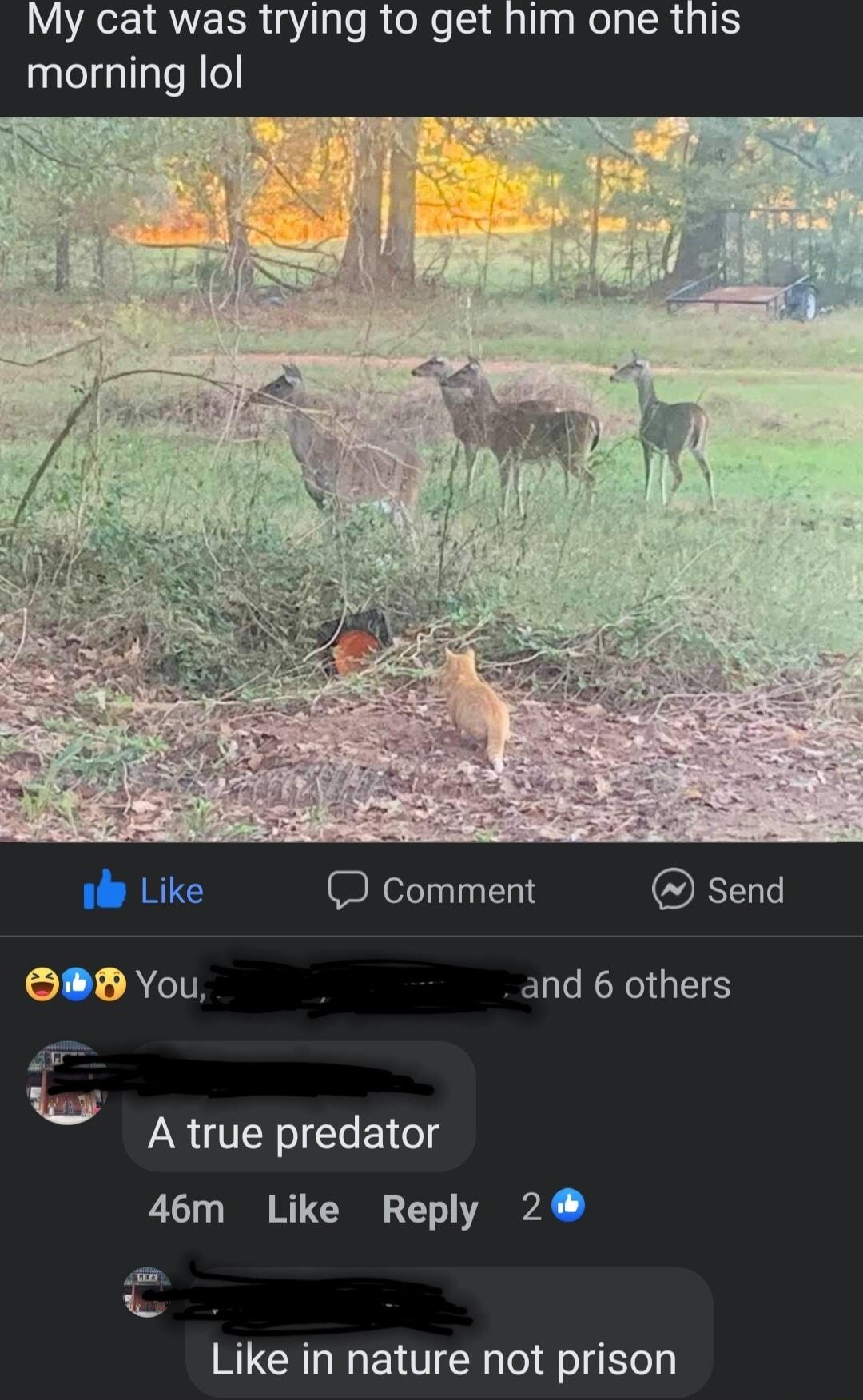 My cat was trying to get morning lol Like Comment OE S8 You and 6 others W A true predator 46m Like Reply 2 Like in nature not prison