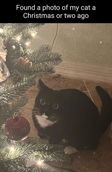 Found a photo of my cat a Christmas or two ago