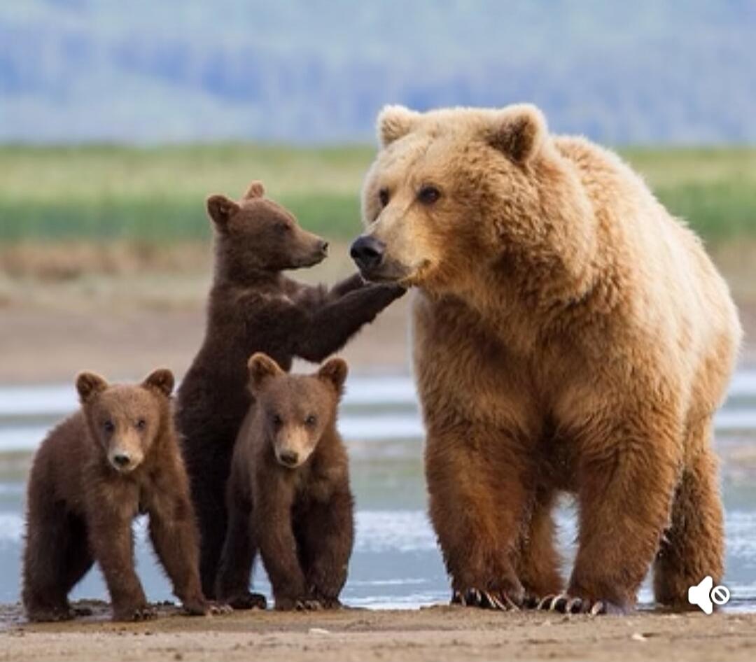 A mother brown bear with three cubs on a shoreline.