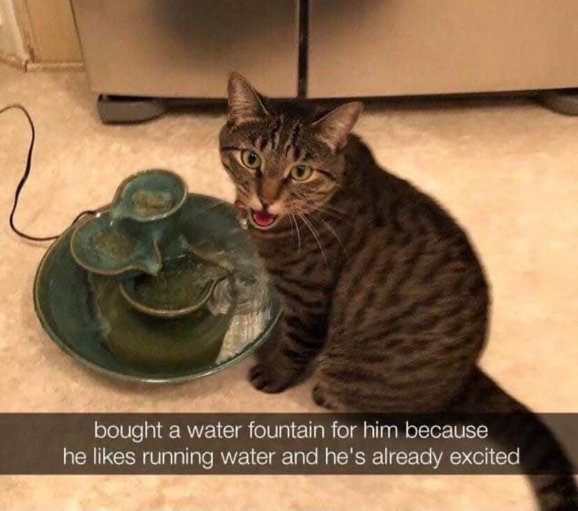 bought a water fountain for him because he likes running water and hes already excited