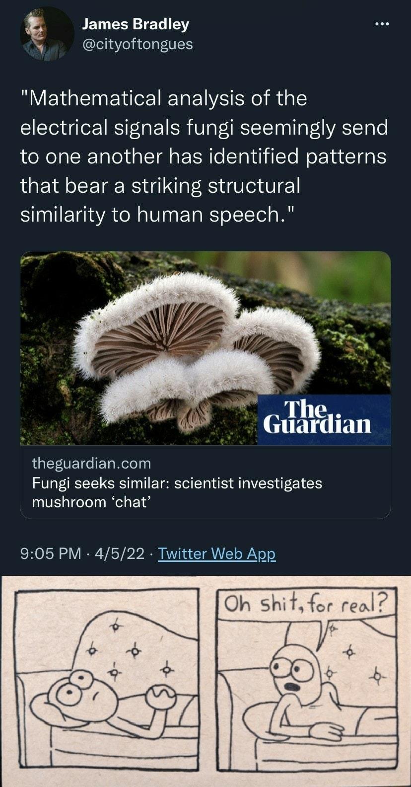 BET CER L Y N cityoftongues Mathematical analysis of the electrical signals fungi seemingly send to one another has identified patterns that bear a striking structural Slaal1ETaaYA o aloTaa T o1 TTol o Mg Uy The W Guardian QG ETVET e FETg WeTolpi Fungi seeks similar scientist investigates mushroom chat 905 PM 4522 Twitter Web App Oh shi f for eal N