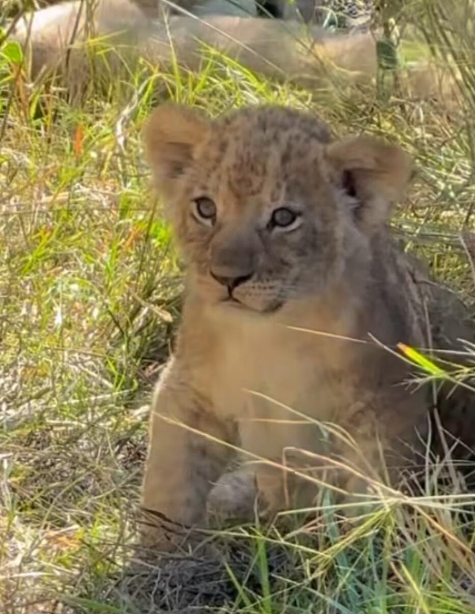 A young lion cub sitting in the grass.