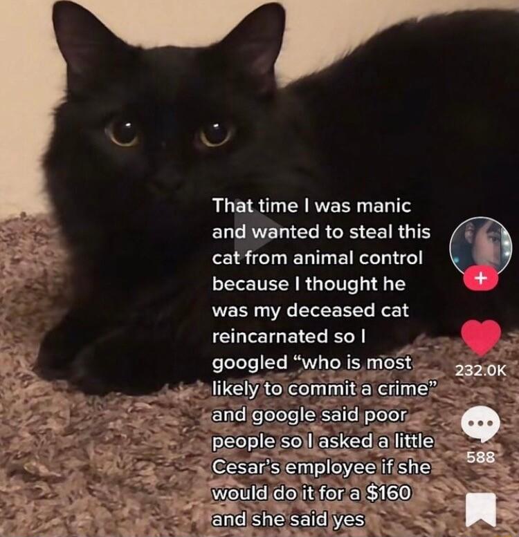 U E RN RVER U EDITS ELCRVERICERCEEEIRG S cat from animal control because thought he was my deceased cat reincarnated so googled who i it i