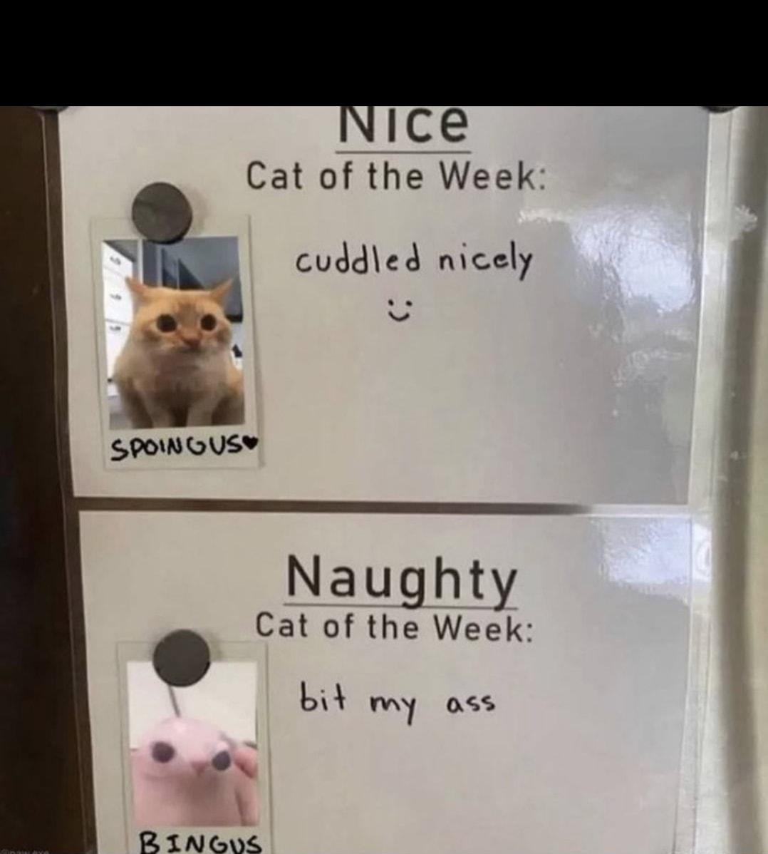 ice Cat of the Week k cudded niccly o Vs SPOINOUSY Naughty Cat of the Week b my 055