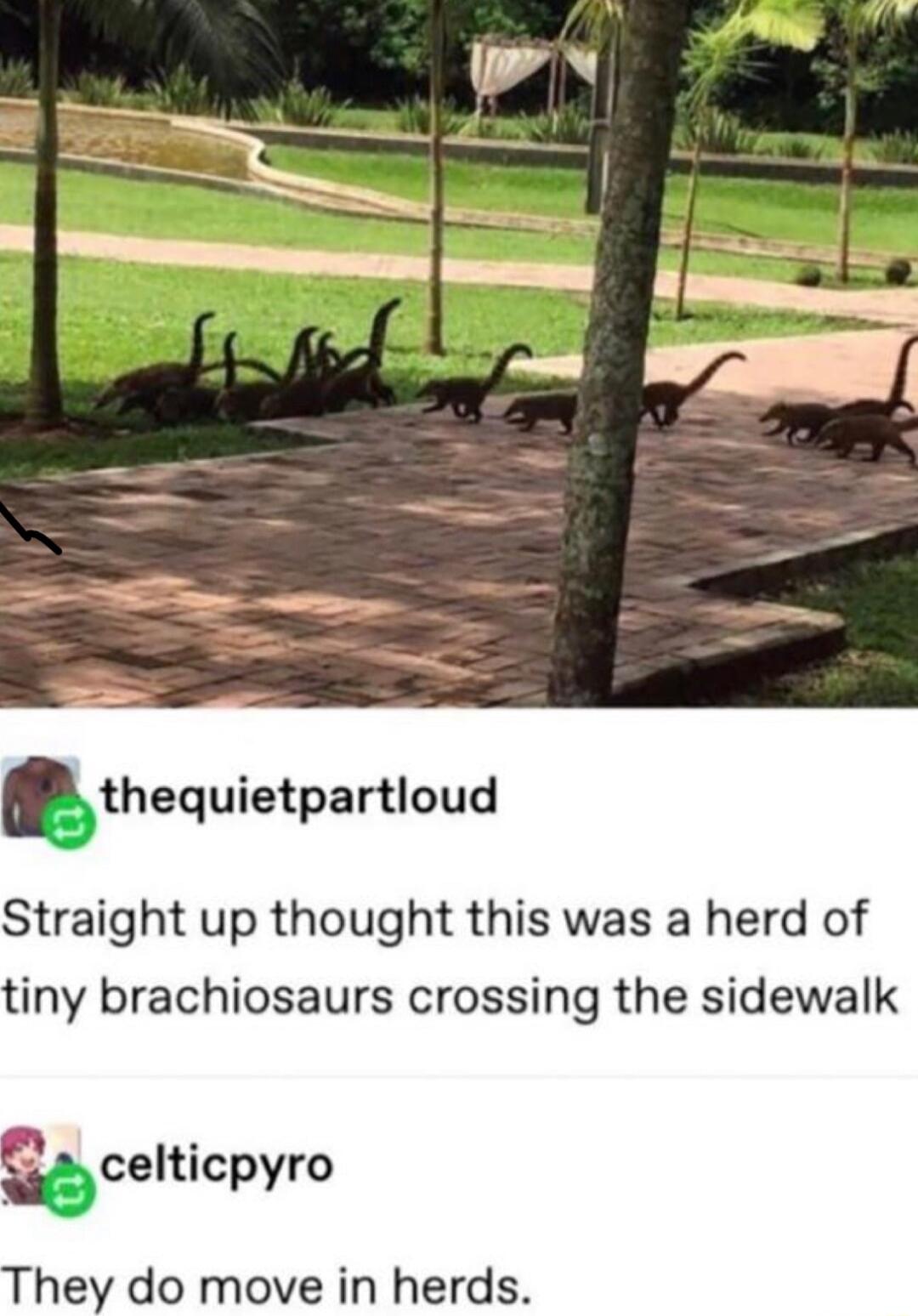 thequietpartloud Straight up thought this was a herd of tiny brachiosaurs crossing the sidewalk s celticpyro They do move in herds