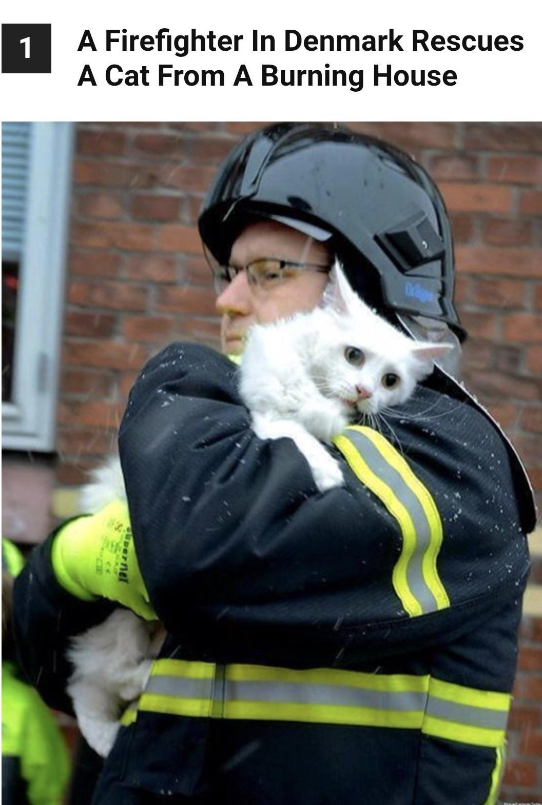 A Cat From A Burning House n A Firefighter In Denmark Rescues