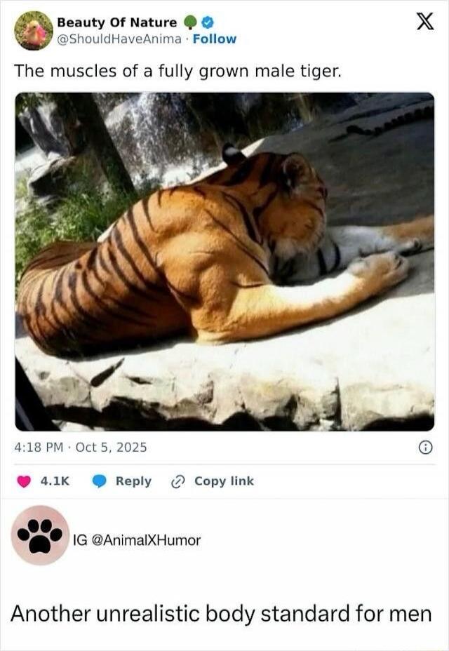 The muscles of a fully grown male tiger.
Another unrealistic body standard for men