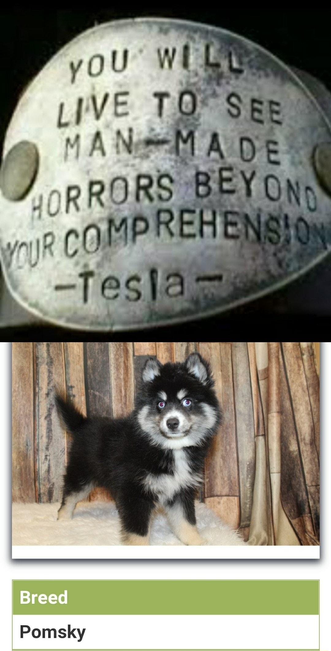 Pomsky