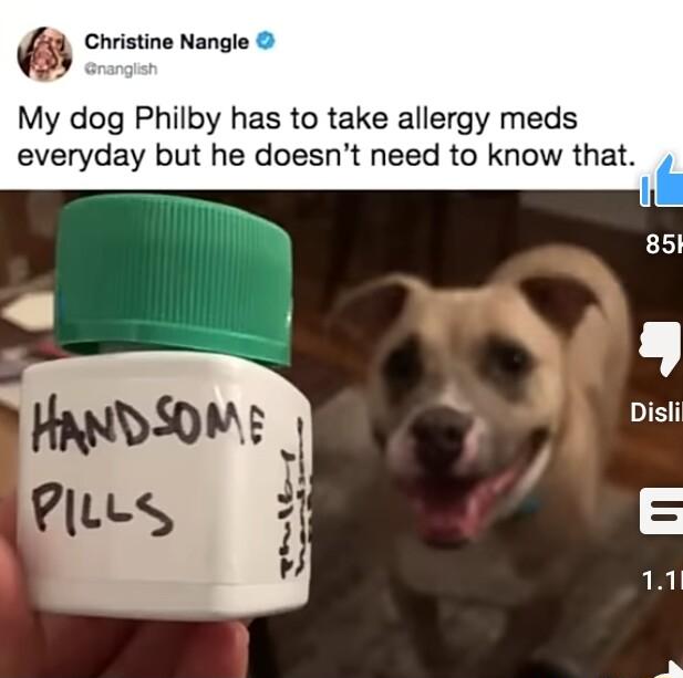 Christine Nangle My dog Philby has to take allergy meds everyday but he doesnt need to know that