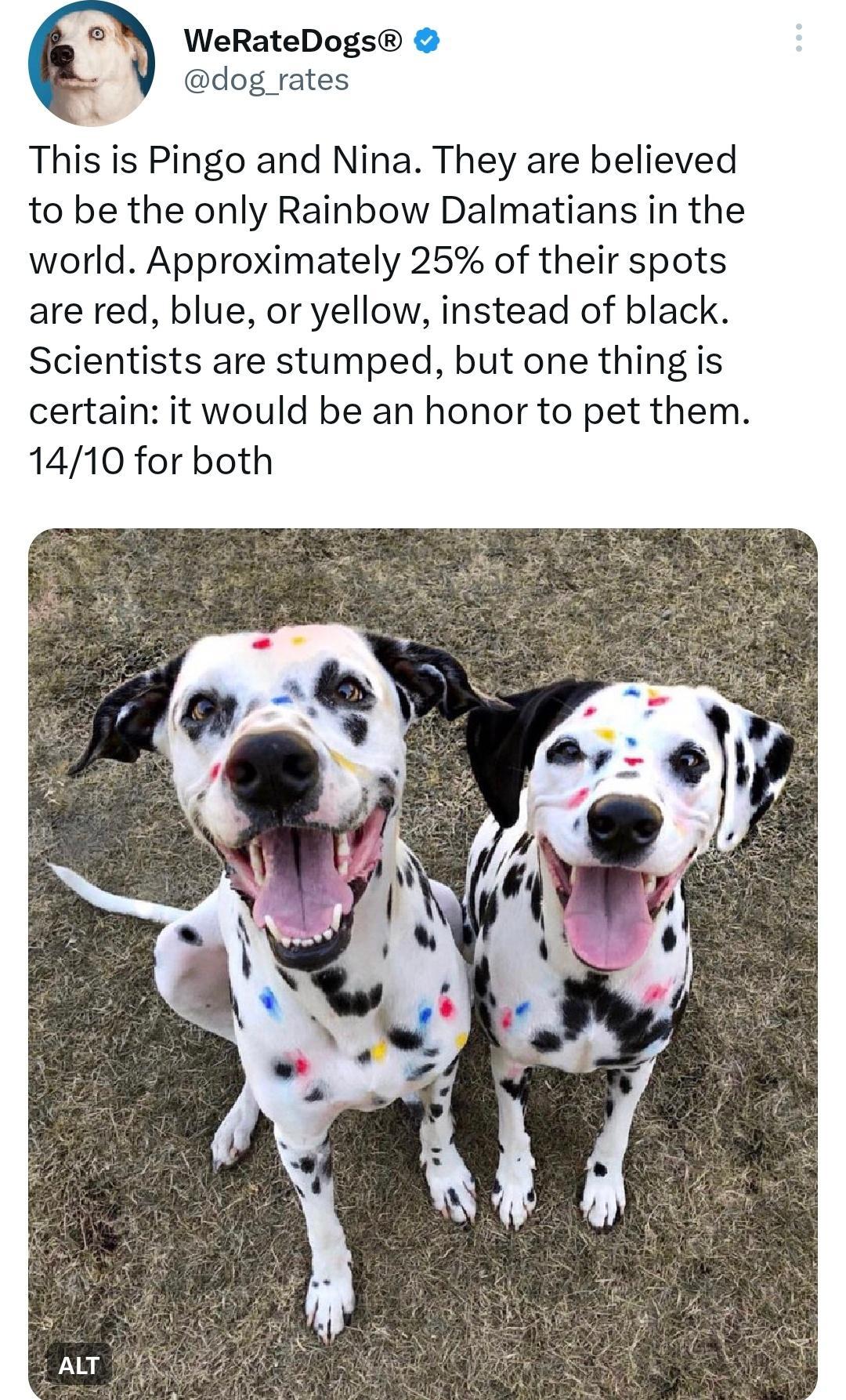 WeRateDogs dog_rates This is Pingo and Nina They are believed to be the only Rainbow Dalmatians in the world Approximately 25 of their spots are red blue or yellow instead of black Scientists are stumped but one thing is certain it would be an honor to pet them 1410 for both