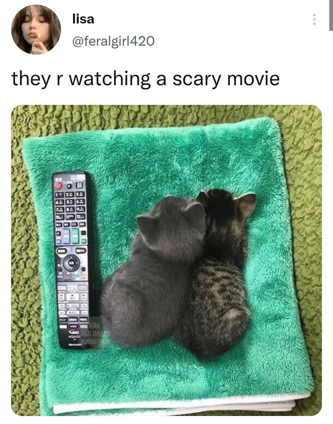 lisa feralgirl420 they r watching a scary movie 411 am 12 Oct 22 Twitter for iPhone