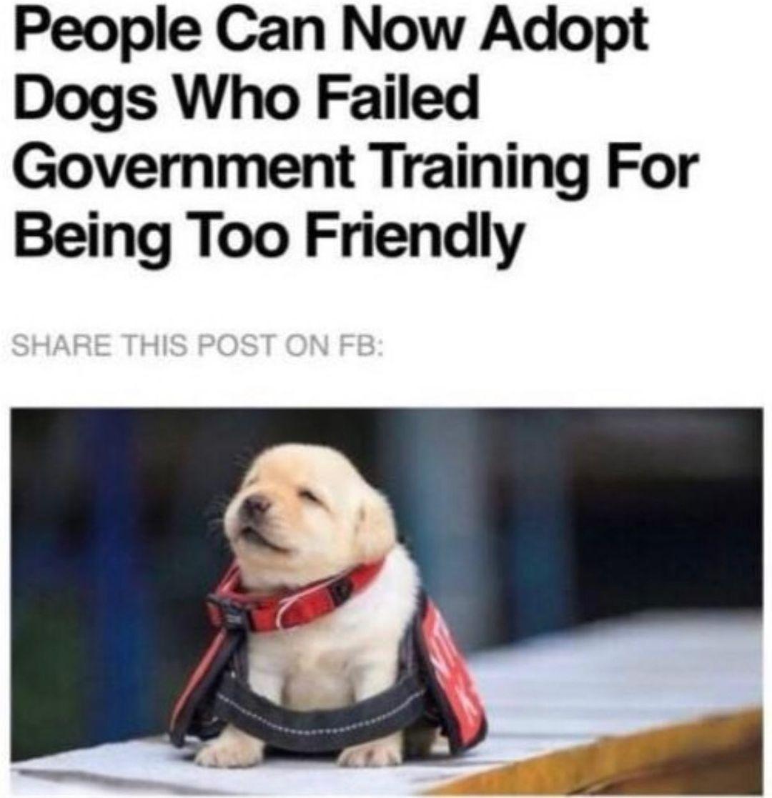 People Can Now Adopt Dogs Who Failed Government Training For Being Too Friendly