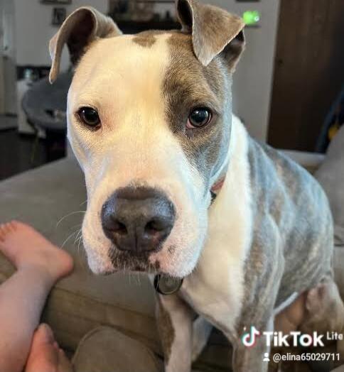 TikTok Life
@elina65029711