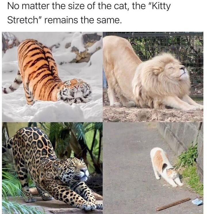 No matter the size of the cat the Kitty Stretch remains the same