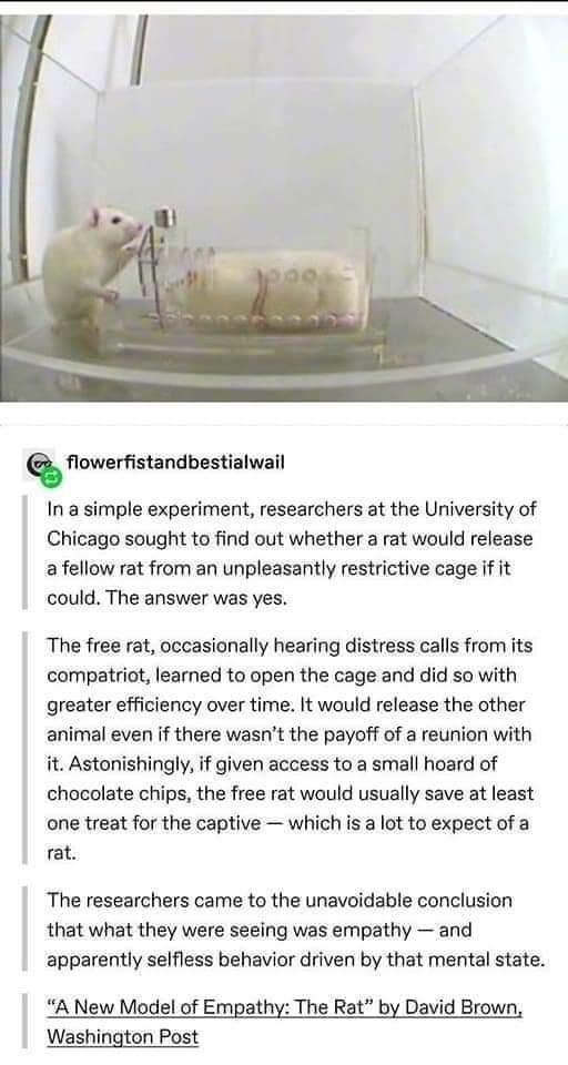 Q flowerfistandbestialwail In a simple experiment researchers at the University of Chicago sought to find out whether a rat would release a fellow rat from an unpleasantly restrictive cage if it could The answer was yes The free rat occasionally hearing distress calls from its compatriot learned to open the cage and did so with greater efficiency over time It would release the other animal even if