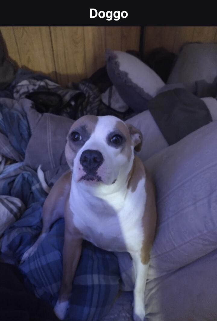 Doggo