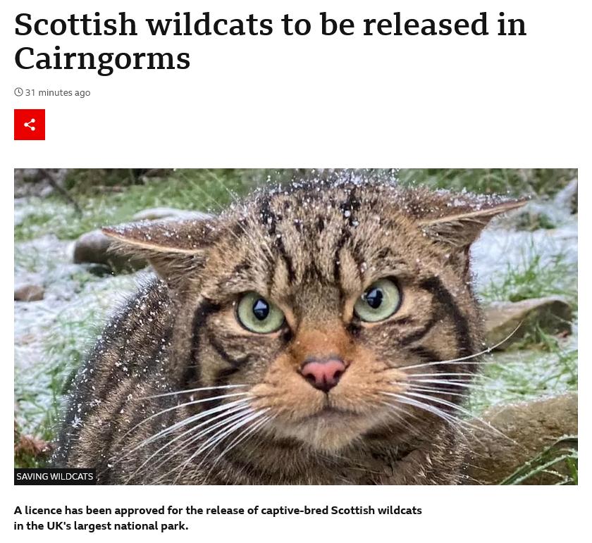 Scottish wildcats to be released in Cairngorms