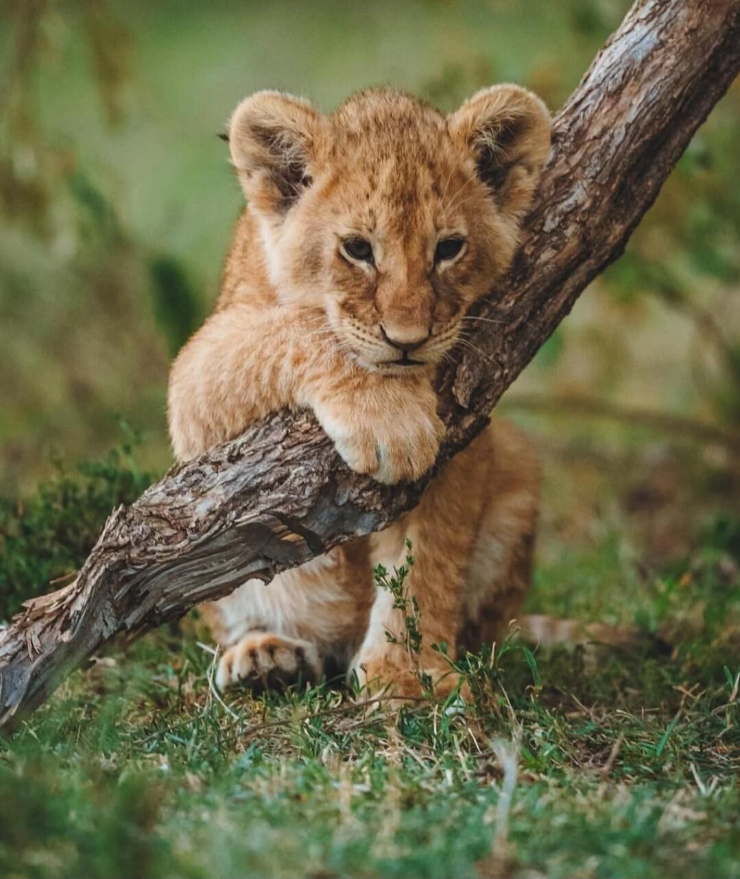 A lion cub resting on a tree branch.