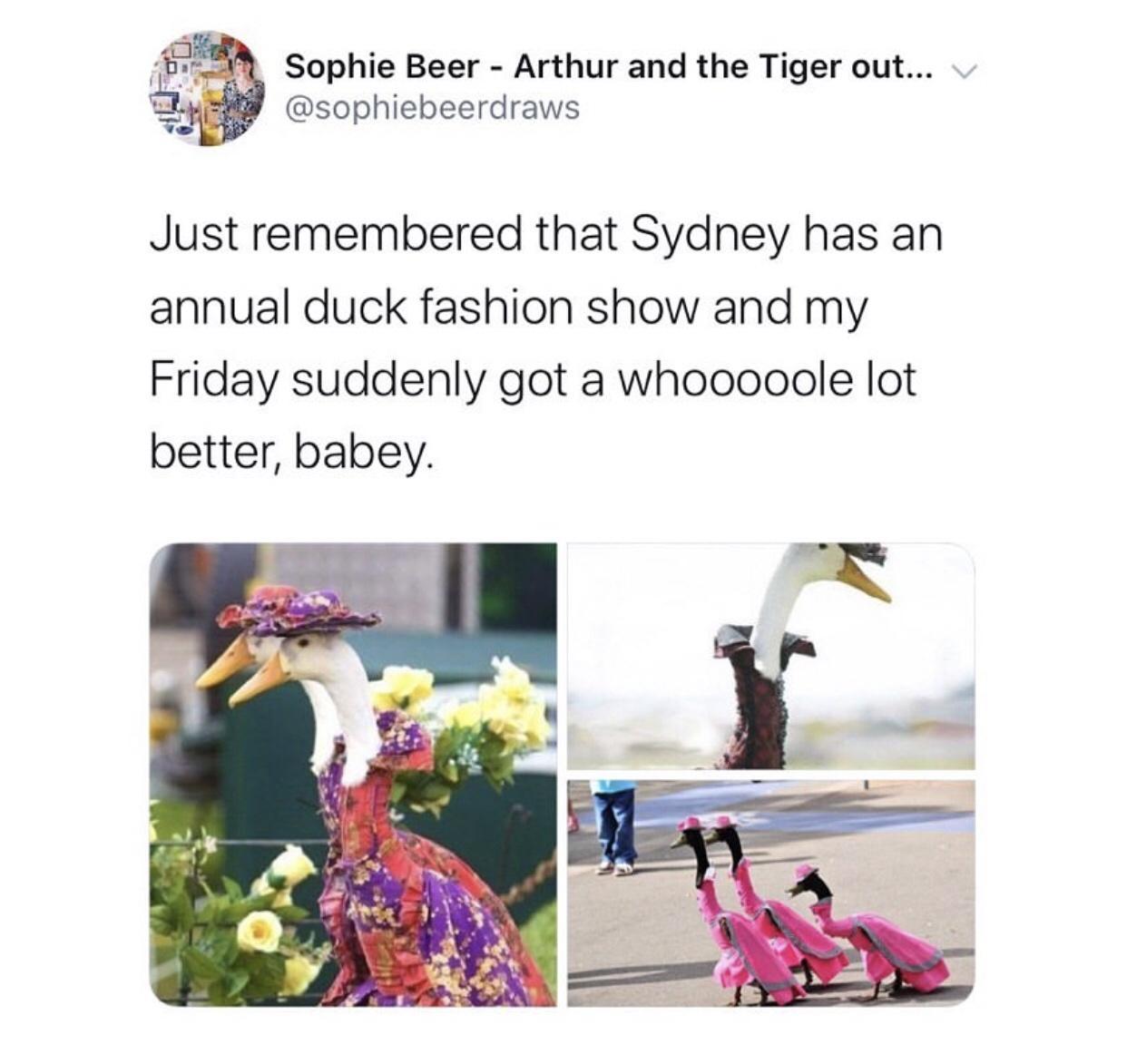 Sophie Beer Arthur and the Tiger out sophiebeerdraws Just remembered that Sydney has an annual duck fashion show and my Friday suddenly got a whooooole lot better babey