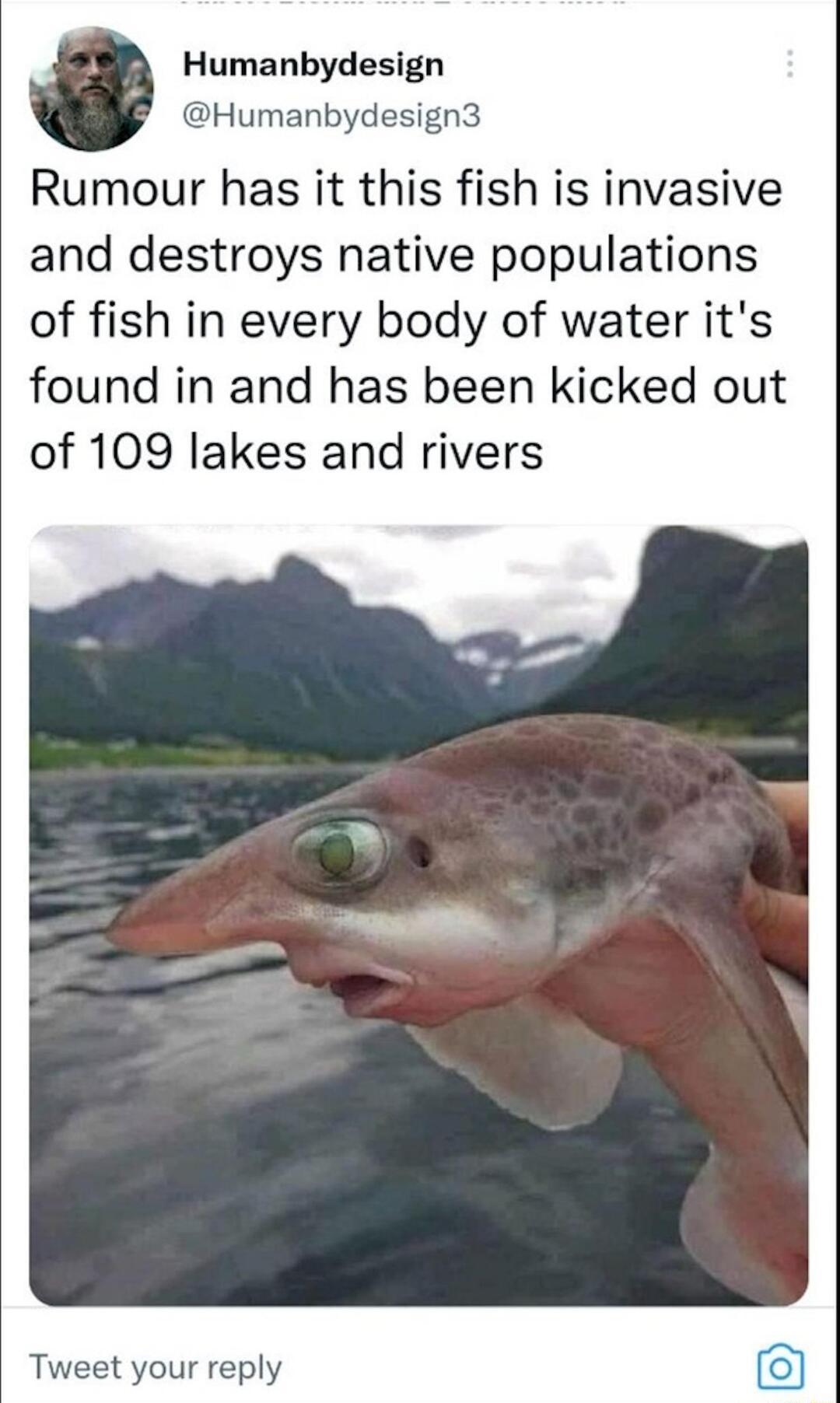 Humanbydesign Humanbydesign3 Rumour has it this fish is invasive and destroys native populations of fish in every body of water its found in and has been kicked out of 109 lakes and rivers Tweet your reply