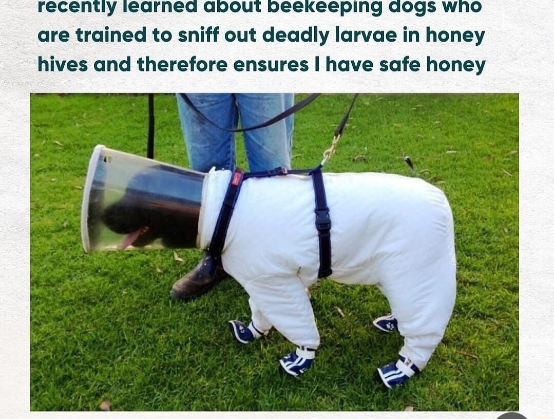 are trained to sniff out deadly larvae in honey hives and therefore ensures have safe honey