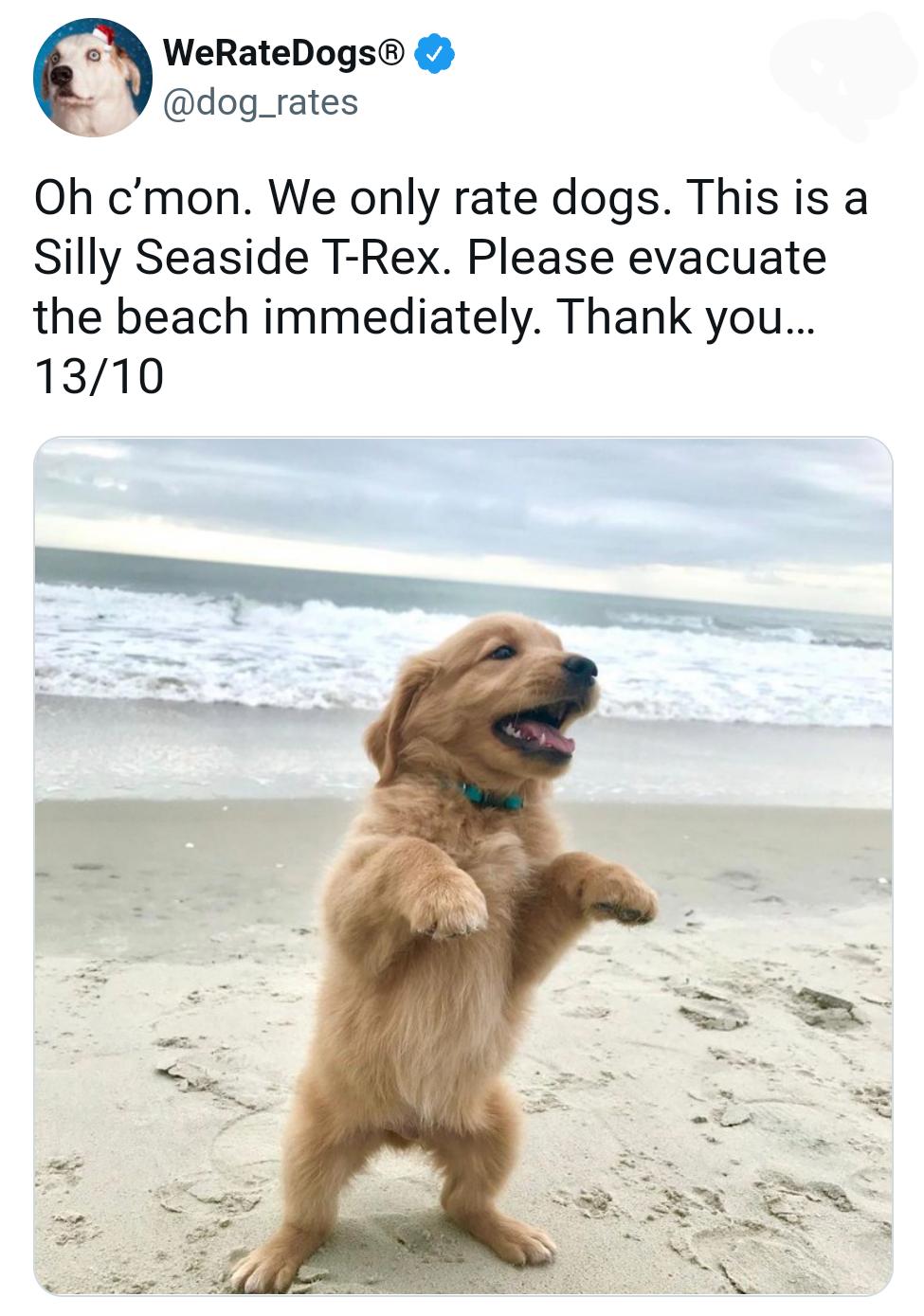 WeRateDogs dog_rates Oh cmon We only rate dogs This is a Silly Seaside T Rex Please evacuate the beach immediately Thank you 1310