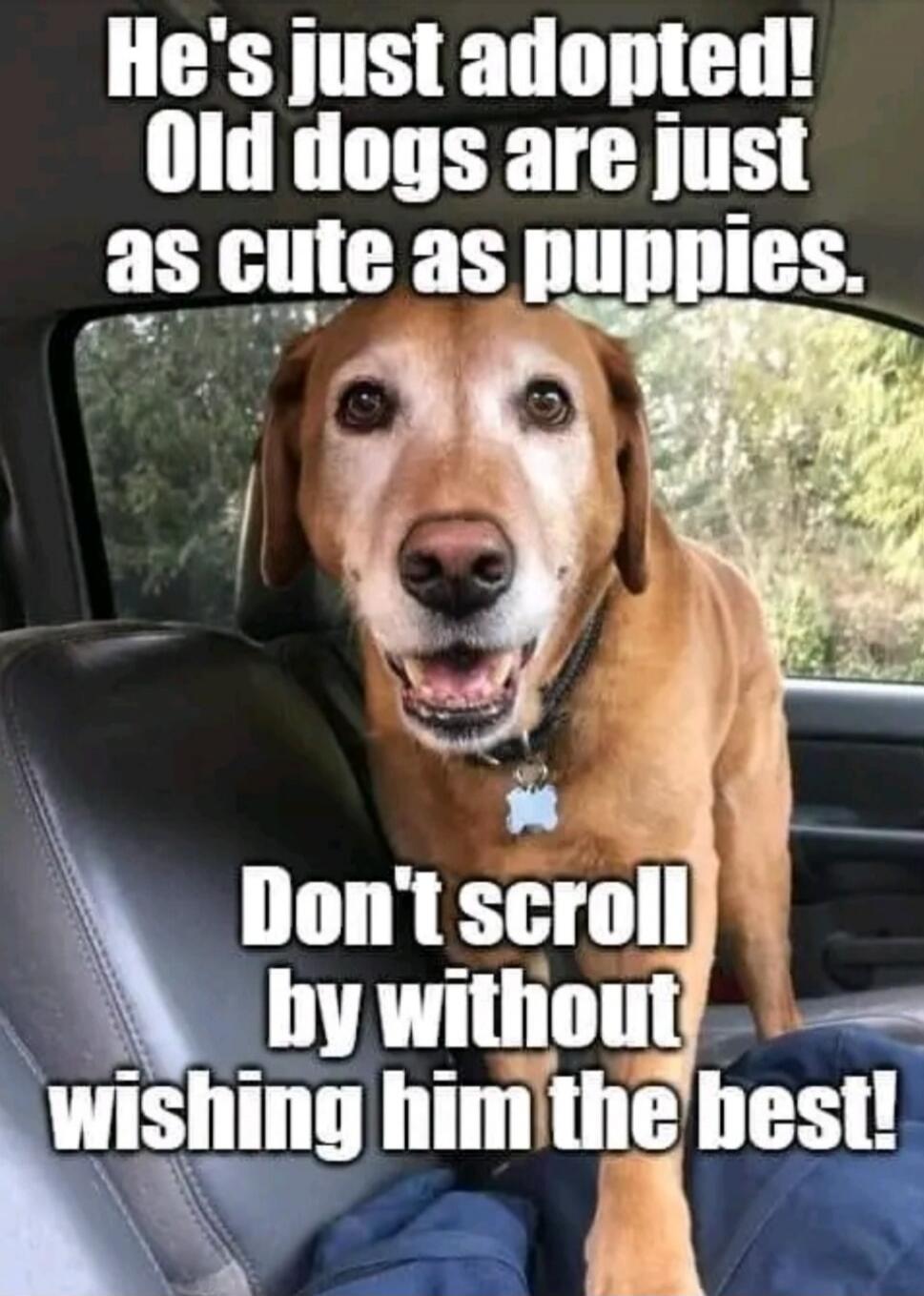 He's just adopted! Old dogs are just as cute as puppies. Don't scroll by without wishing him the best!